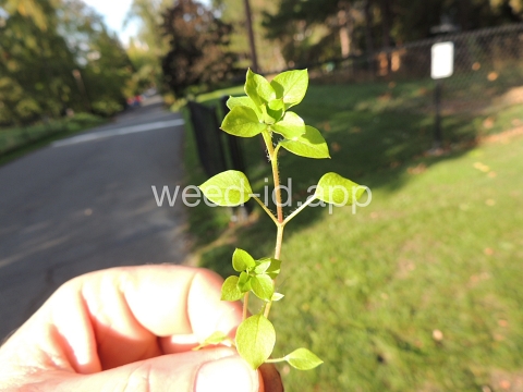 chickweed, common